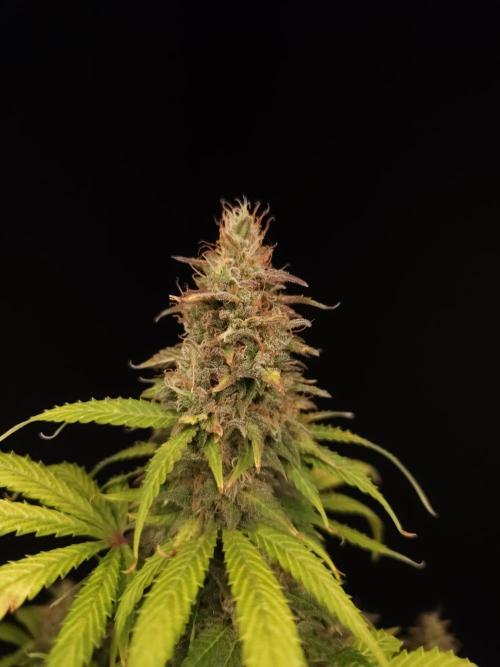 Auto Wappa 2. Week 12