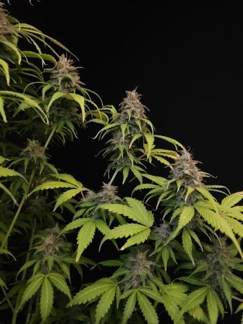 Auto Wappa 2. Week 12