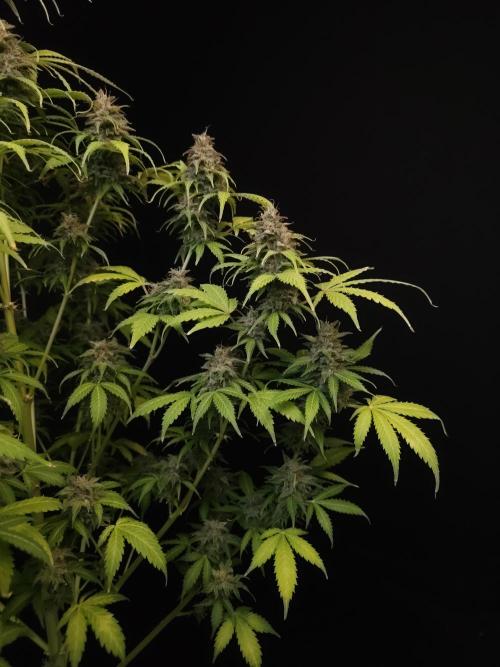 Auto Wappa 2. Week 12