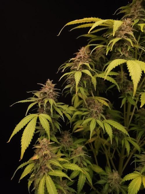 Auto Wappa 2. Week 12