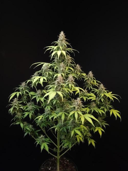 Auto Wappa 2. Week 12