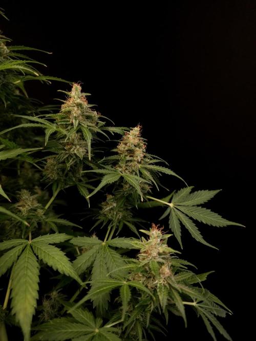 Pandora auto 1. Week 13