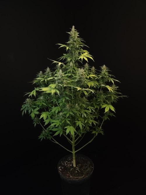 Pandora auto 2. Week 12