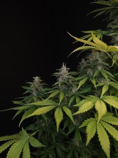 Pandora auto 2. Week 12