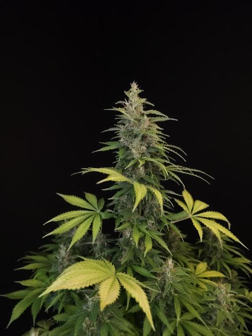 Pandora auto 2. Week 12