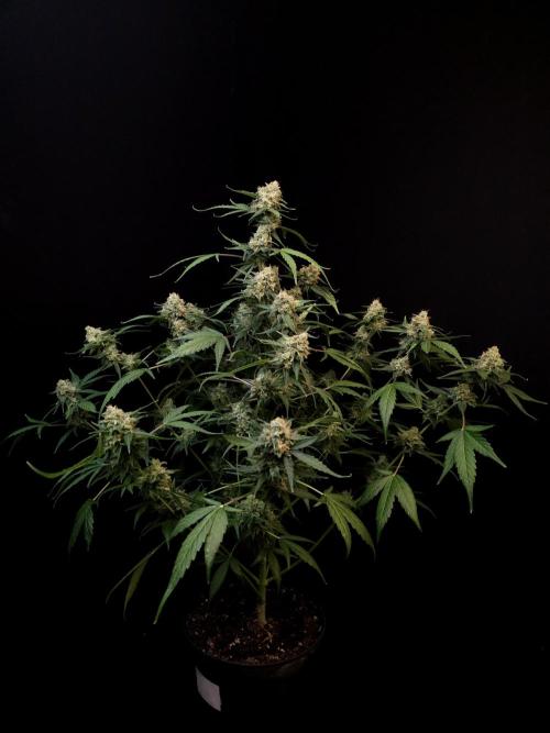 Vertigo Auto 1. Week 12