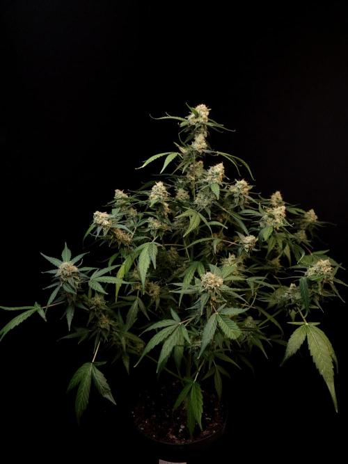 Vertigo Auto 1. Week 12