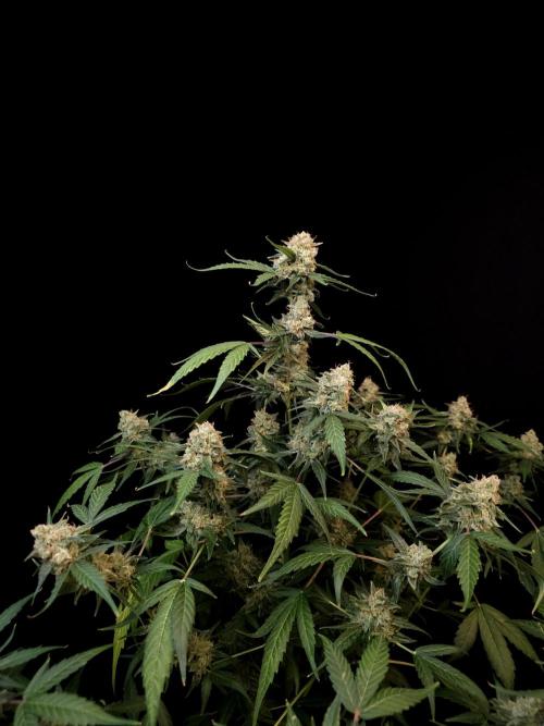 Vertigo Auto 1. Week 12