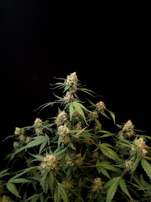 Vertigo Auto 1. Week 12