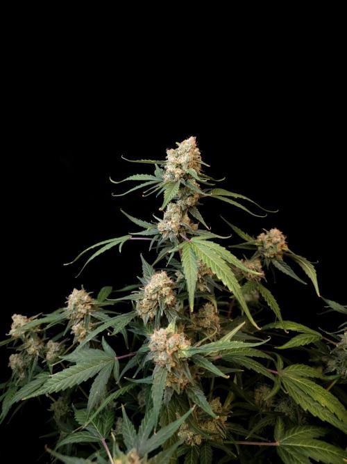 Vertigo Auto 1. Week 12