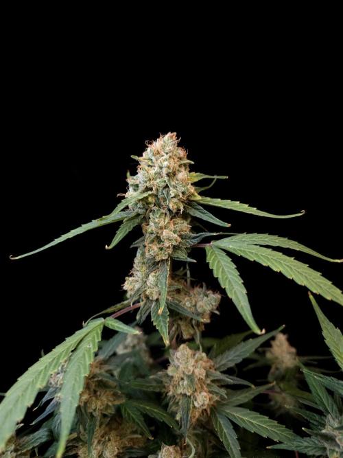 Vertigo Auto 1. Week 12