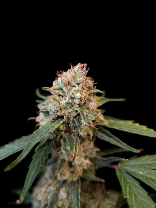 Vertigo Auto 1. Week 12