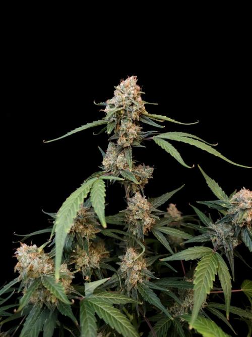 Vertigo Auto 1. Week 12