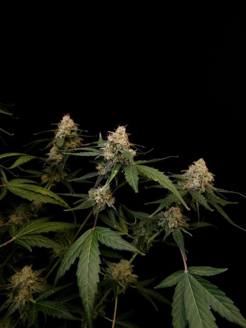 Vertigo Auto 1. Week 12