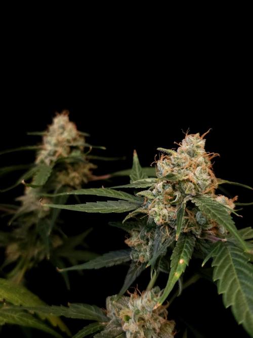 Vertigo Auto 1. Week 12