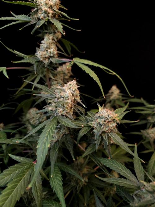 Vertigo Auto 1. Week 12