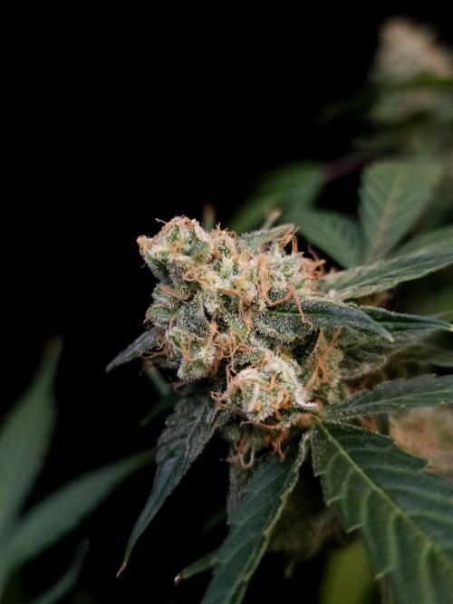 Vertigo Auto 1. Week 12