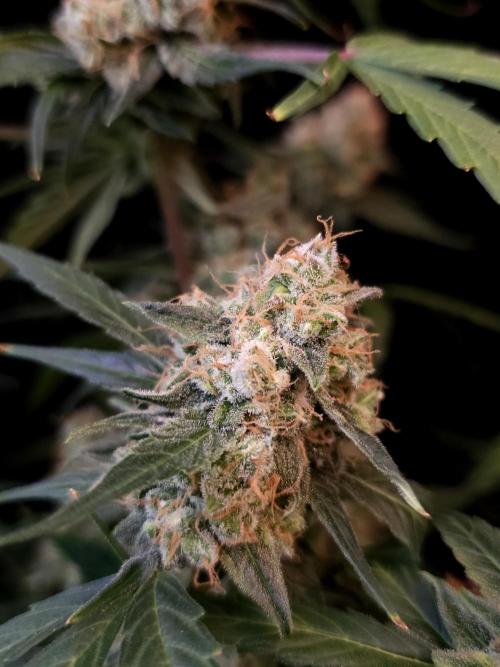 Vertigo Auto 1. Week 12