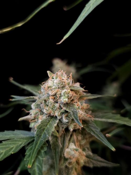 Vertigo Auto 1. Week 12