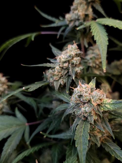 Vertigo Auto 1. Week 12