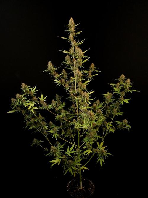 Vertigo Auto 2. Week 12