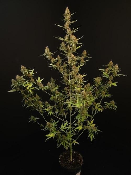 Vertigo Auto 2. Week 12