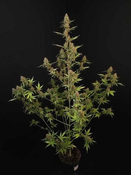 Vertigo Auto 2. Week 12