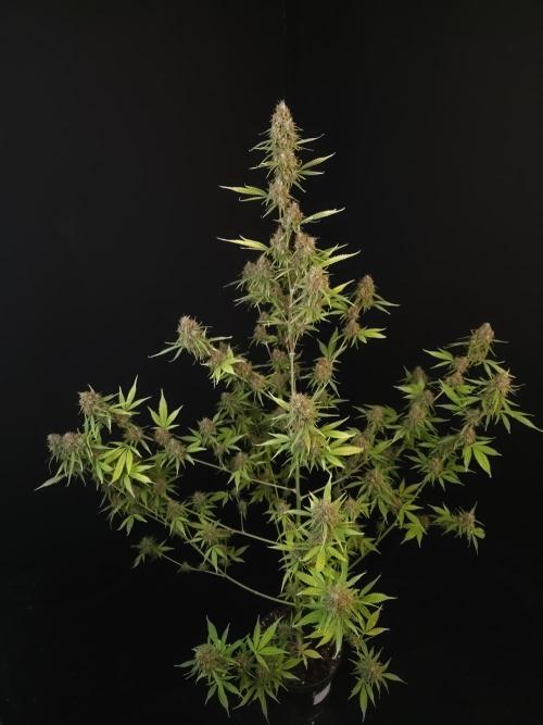 Vertigo Auto 2. Week 12