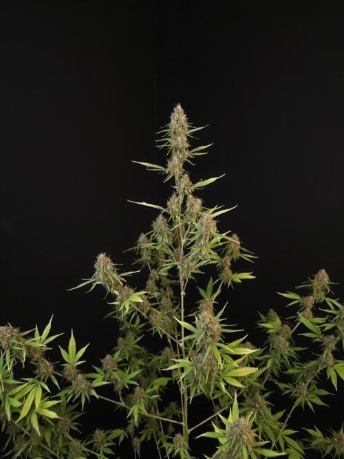 Vertigo Auto 2. Week 12