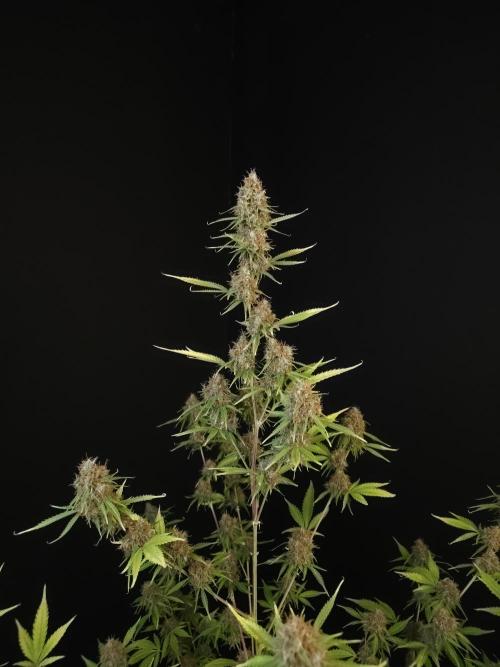 Vertigo Auto 2. Week 12