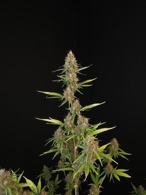 Vertigo Auto 2. Week 12