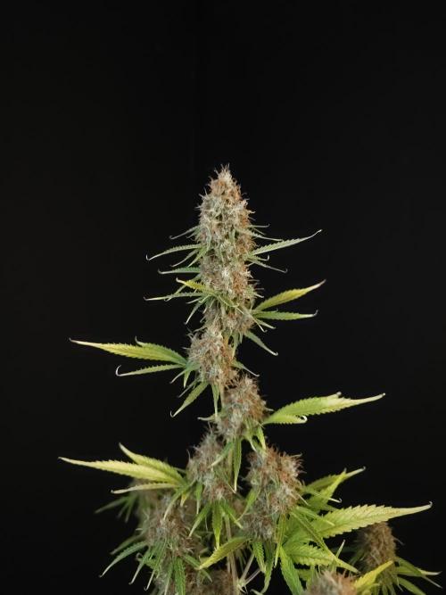 Vertigo Auto 2. Week 12