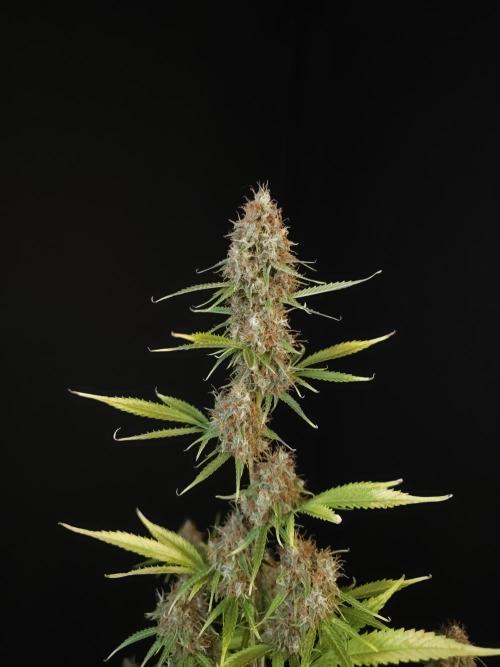 Vertigo Auto 2. Week 12