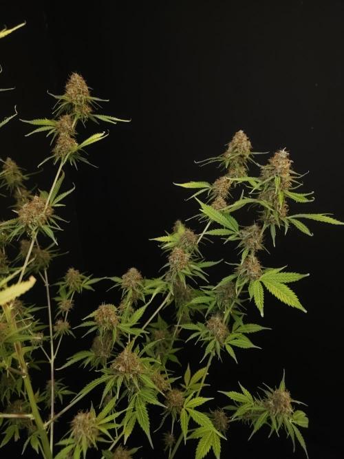 Vertigo Auto 2. Week 12