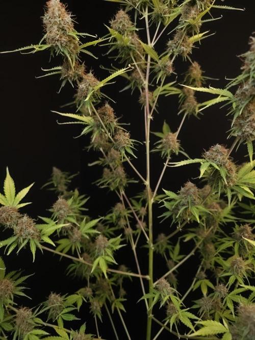 Vertigo Auto 2. Week 12