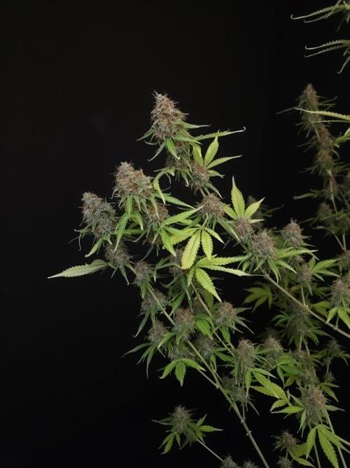 Vertigo Auto 2. Week 12