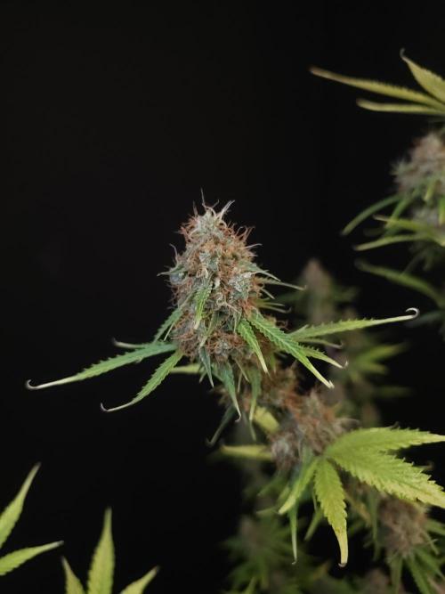 Vertigo Auto 2. Week 12