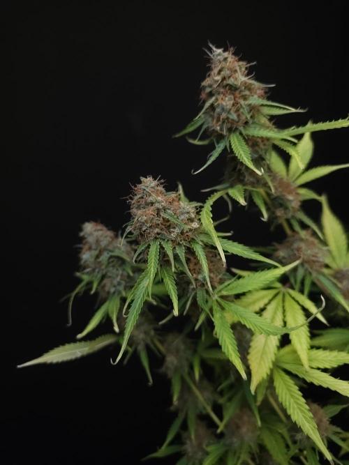 Vertigo Auto 2. Week 12