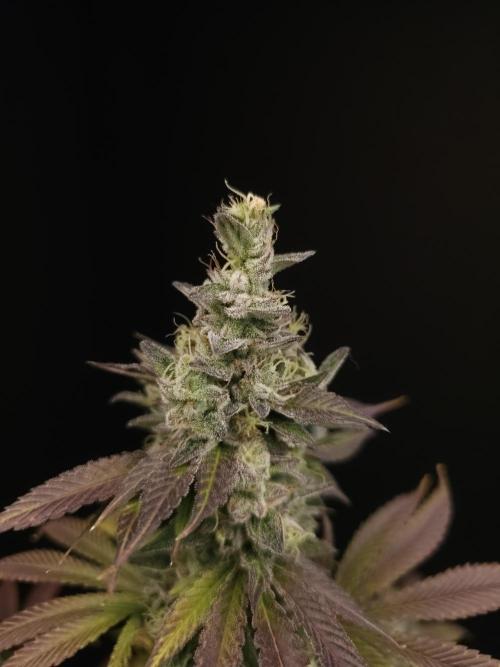 Test 50151  (1). Week 12