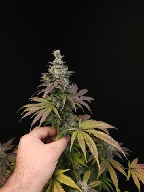 Test 50151  (1). Week 12