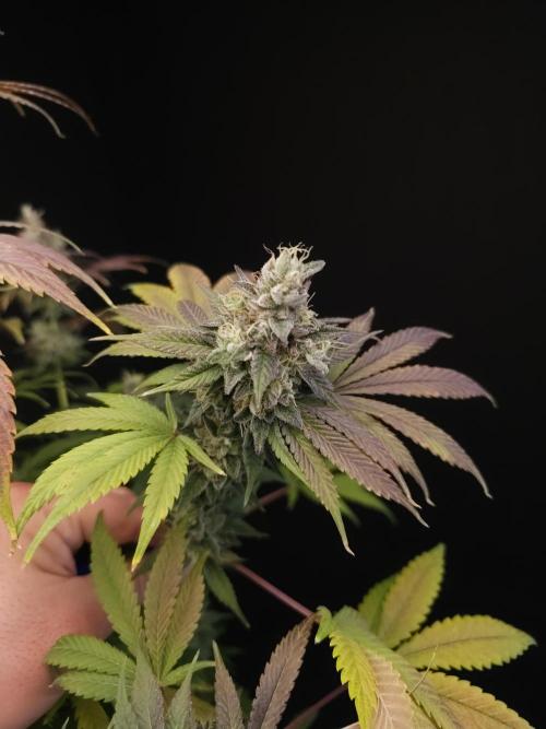 Test 50151  (1). Week 12