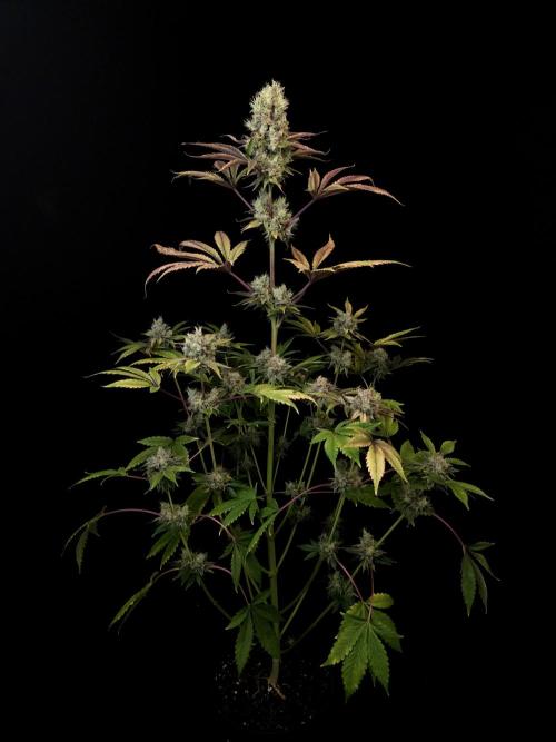 Test 50151 (2). Week 12