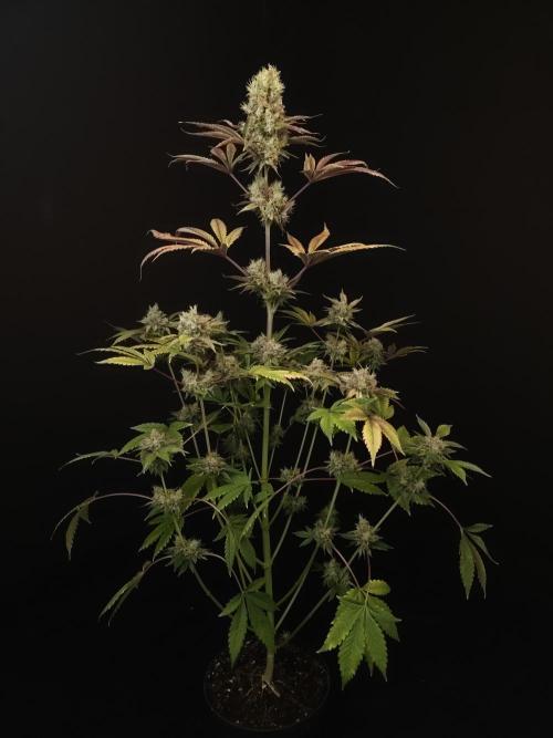 Test 50151 (2). Week 12