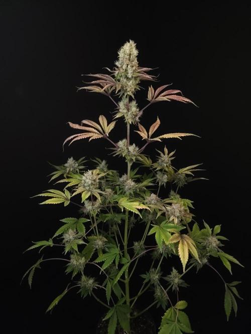 Test 50151 (2). Week 12