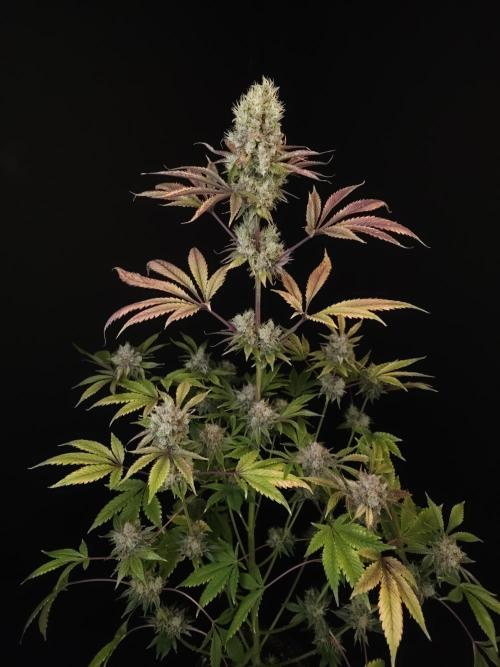 Test 50151 (2). Week 12