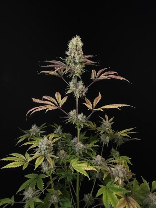 Test 50151 (2). Week 12