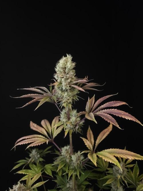 Test 50151 (2). Week 12