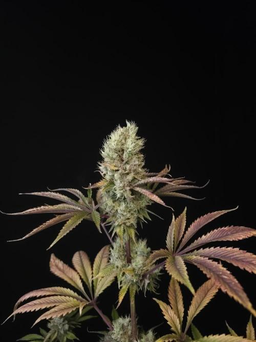 Test 50151 (2). Week 12