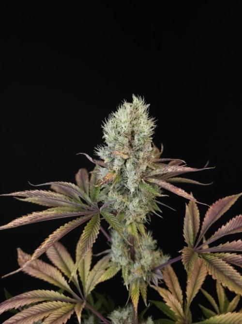 Test 50151 (2). Week 12