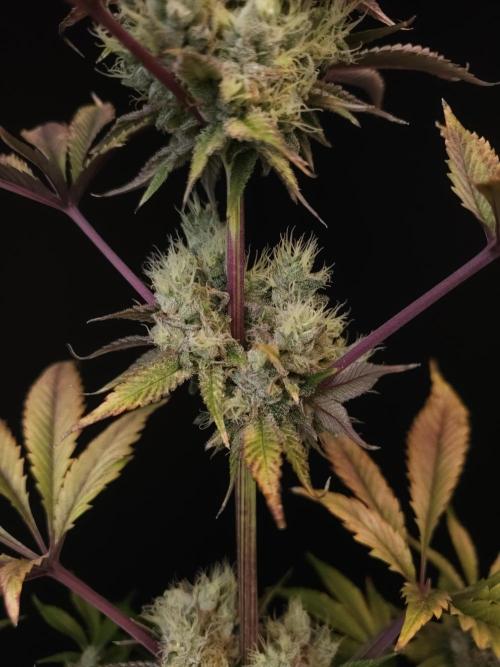 Test 50151 (2). Week 12